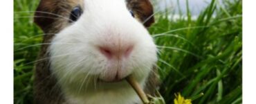 6 Reasons Why Guinea Pigs Are The Perfect Pets